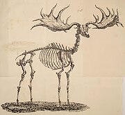 Illustration of the Rathcannon Elk 